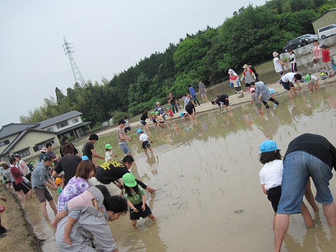 田植えありがとうございました♡年長　in小久井農場