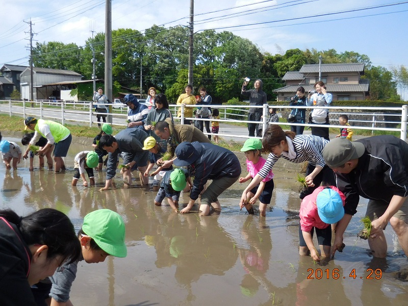 田植えありがとうございました！（年長）