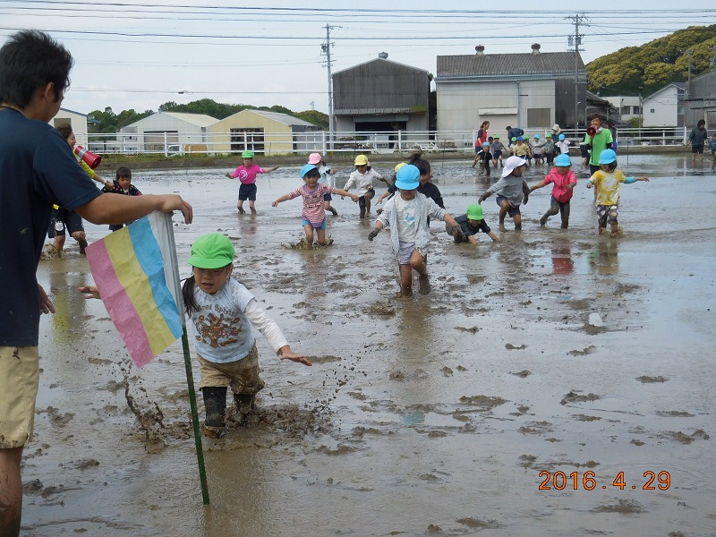 田植えありがとうございました！（年長）:画像３