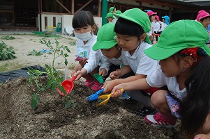 ★年中★　野菜を植えたよ！:画像３