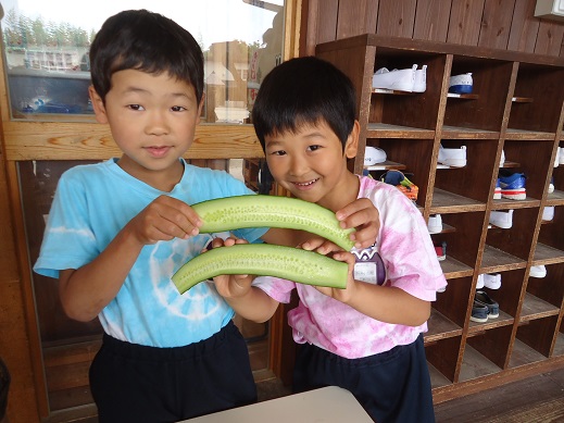 ★年長★　夏野菜の収穫:画像２