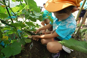 ★年長★　夏野菜の収穫