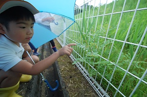 ★年長★　雨の日散歩にでかけたよ:画像２