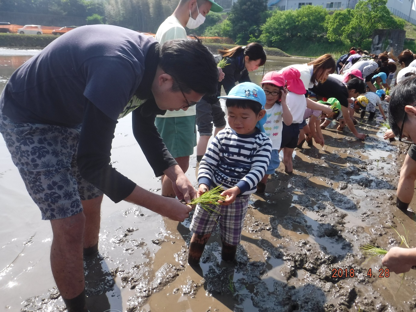 田植えをしたよ☆:画像２