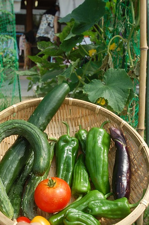 ☆年長☆夏野菜を収穫したよ！