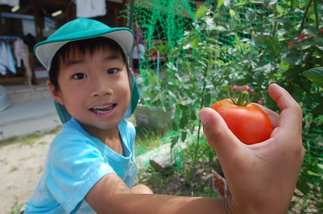 ☆年長☆夏野菜を収穫したよ！:画像２