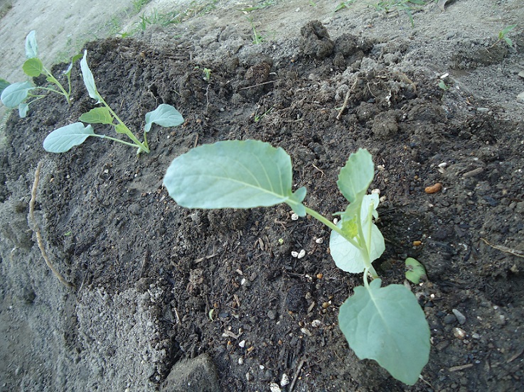 ☆冬野菜を植えたよ☆年中