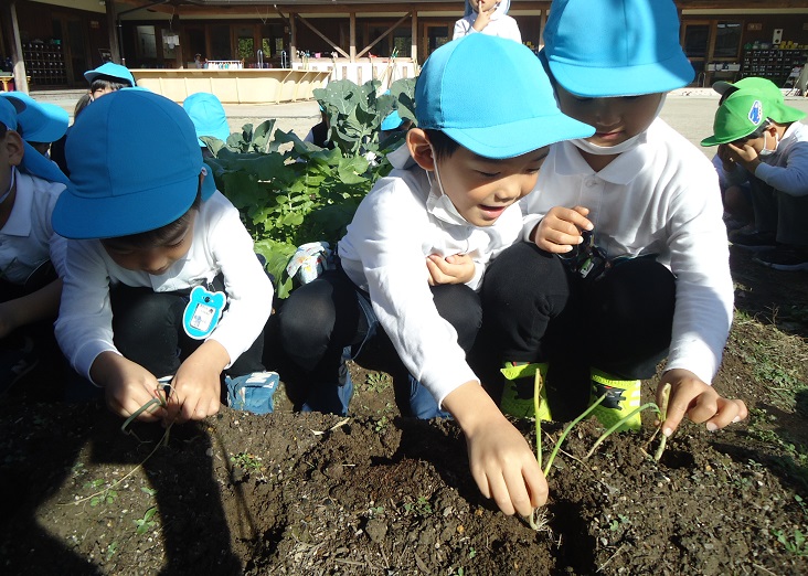 ☆玉ねぎを植えたよ☆年中:画像４