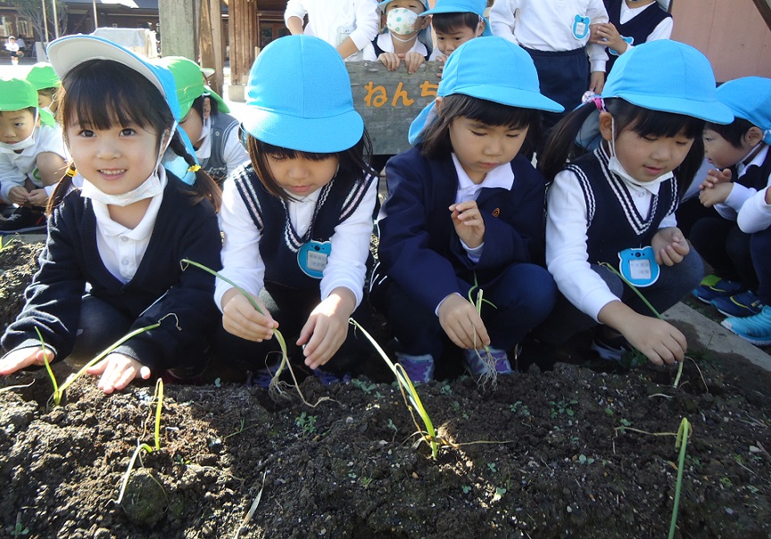 ☆玉ねぎを植えたよ☆年中:画像２