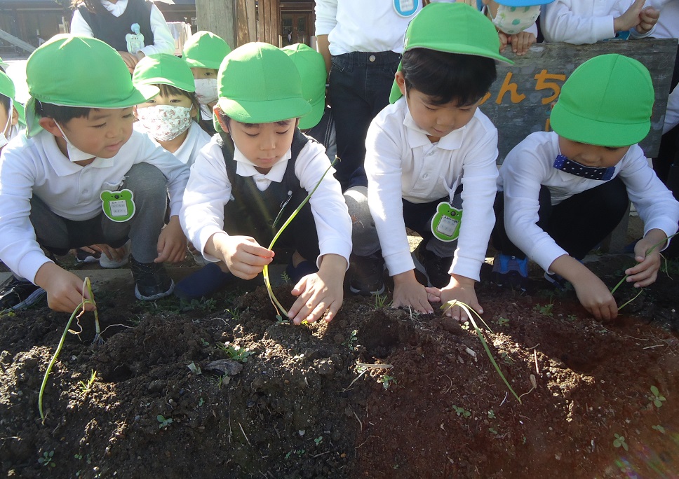 ☆玉ねぎを植えたよ☆年中:画像１