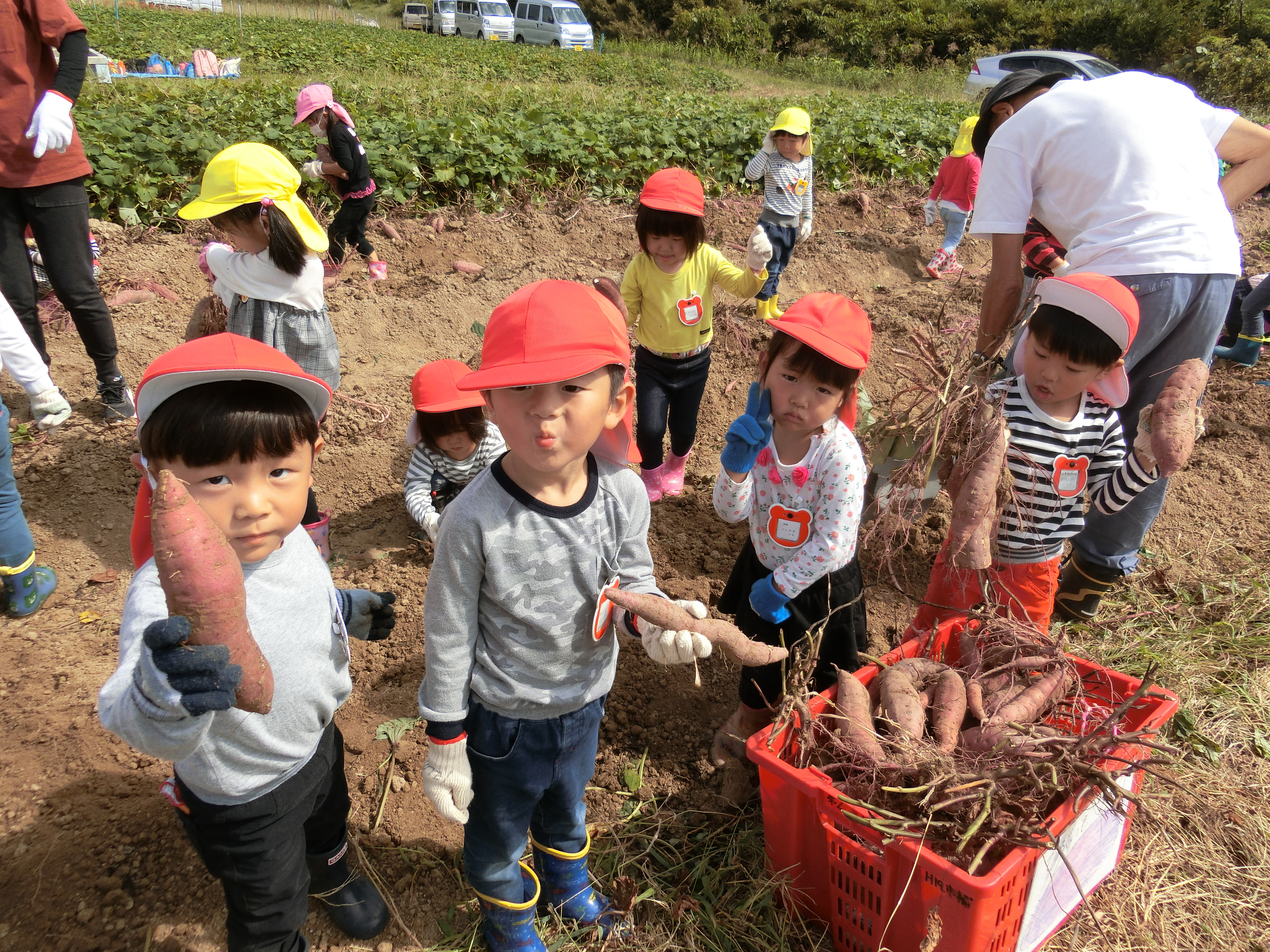 ☆年少　芋掘りに出かけたよ☆:画像１