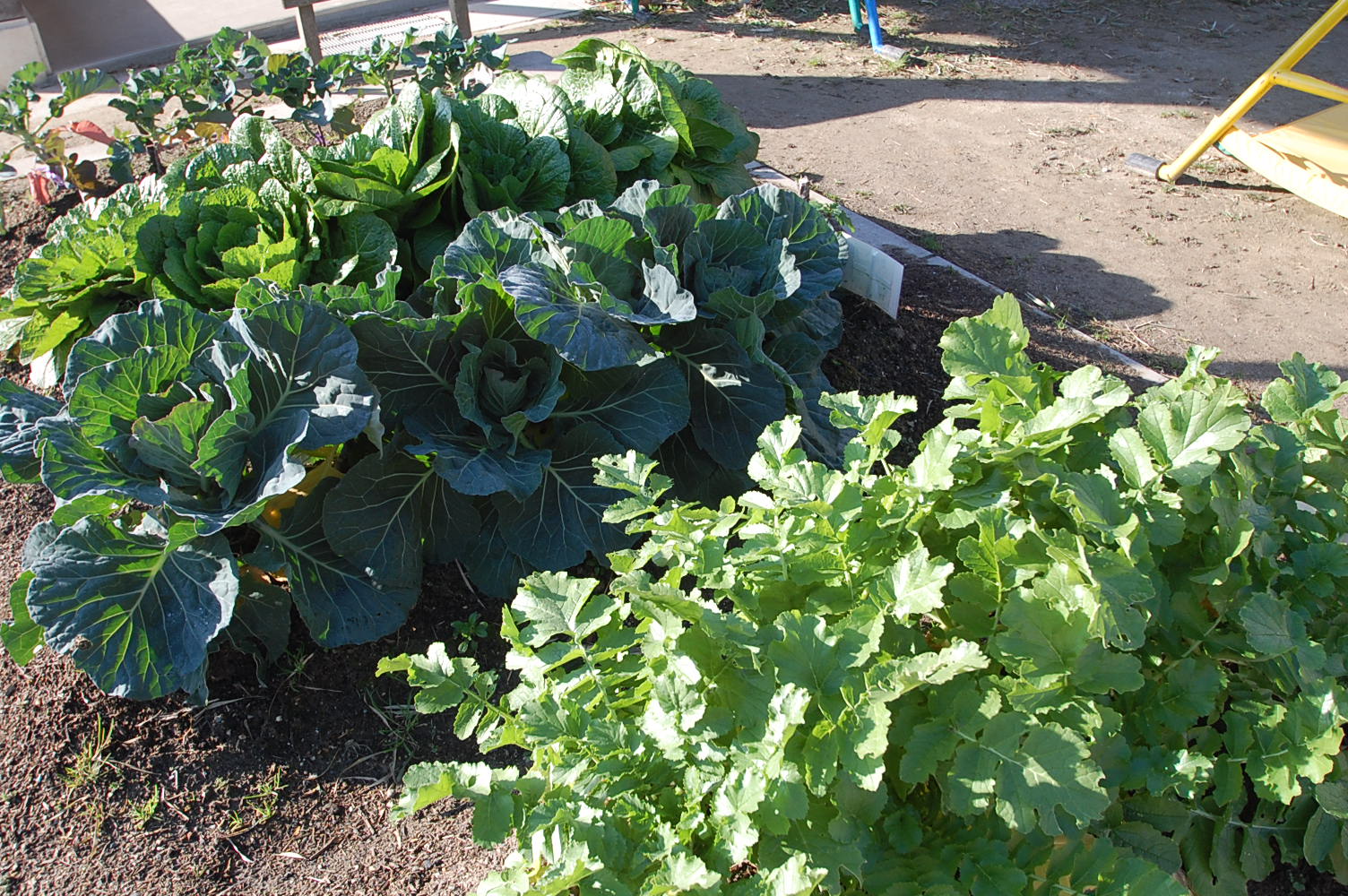 ☆年中☆　収穫した野菜を使ってお雑煮をつくったよ