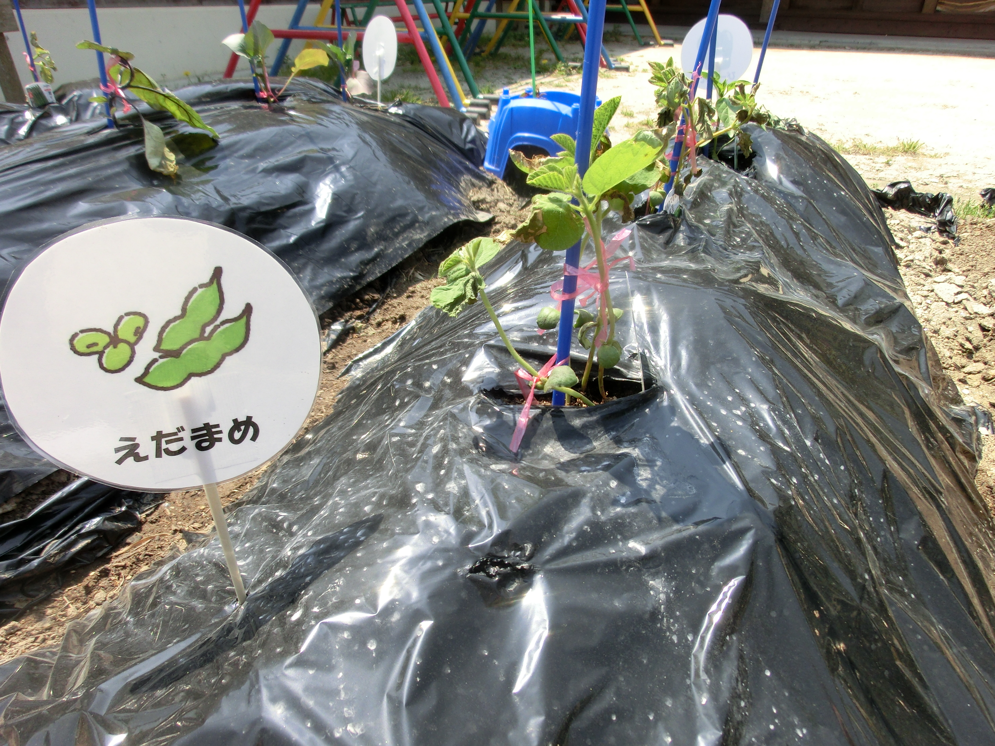 ☆年中☆　夏野菜を植えました:画像３