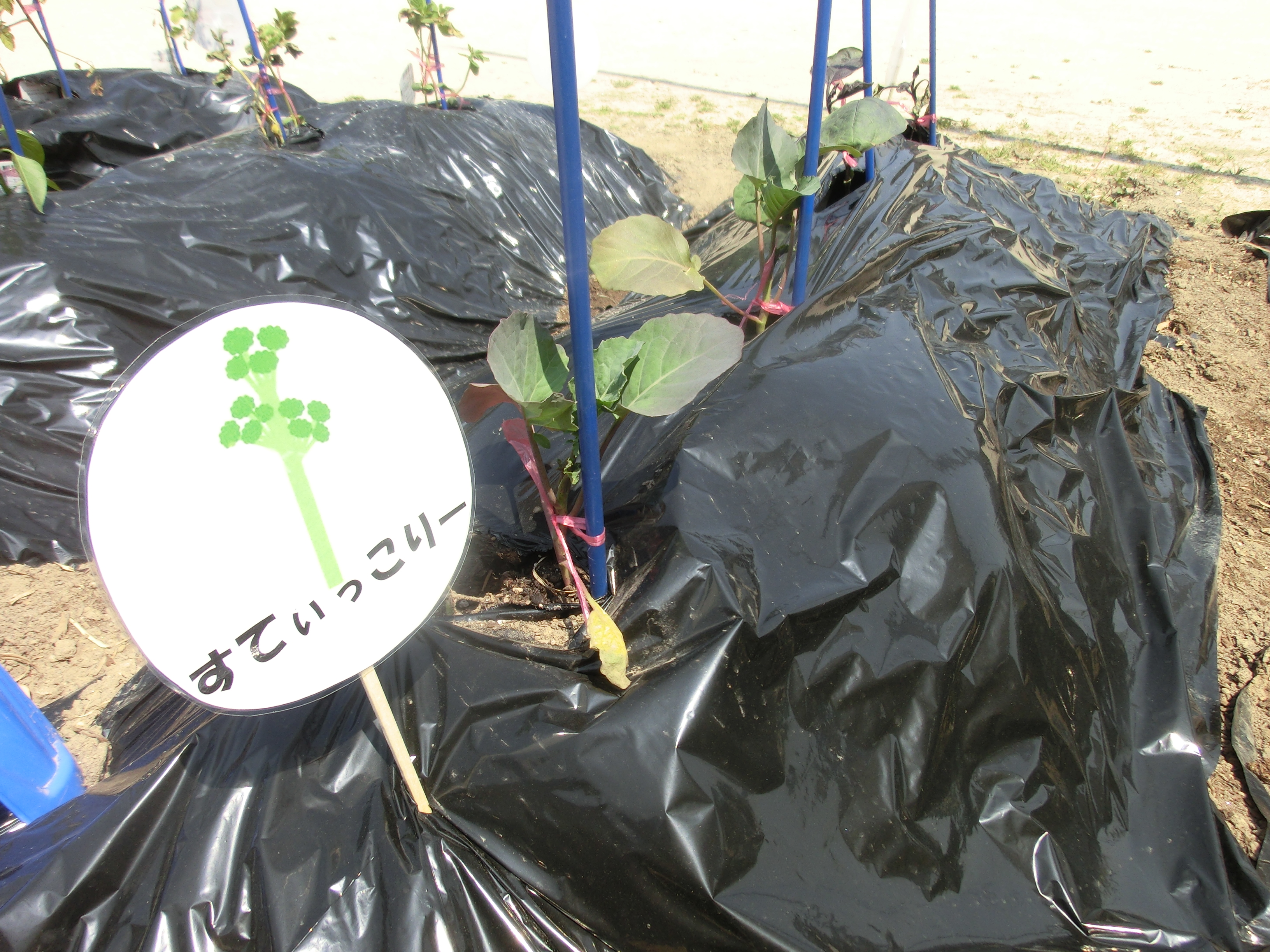 ☆年中☆　夏野菜を植えました:画像４