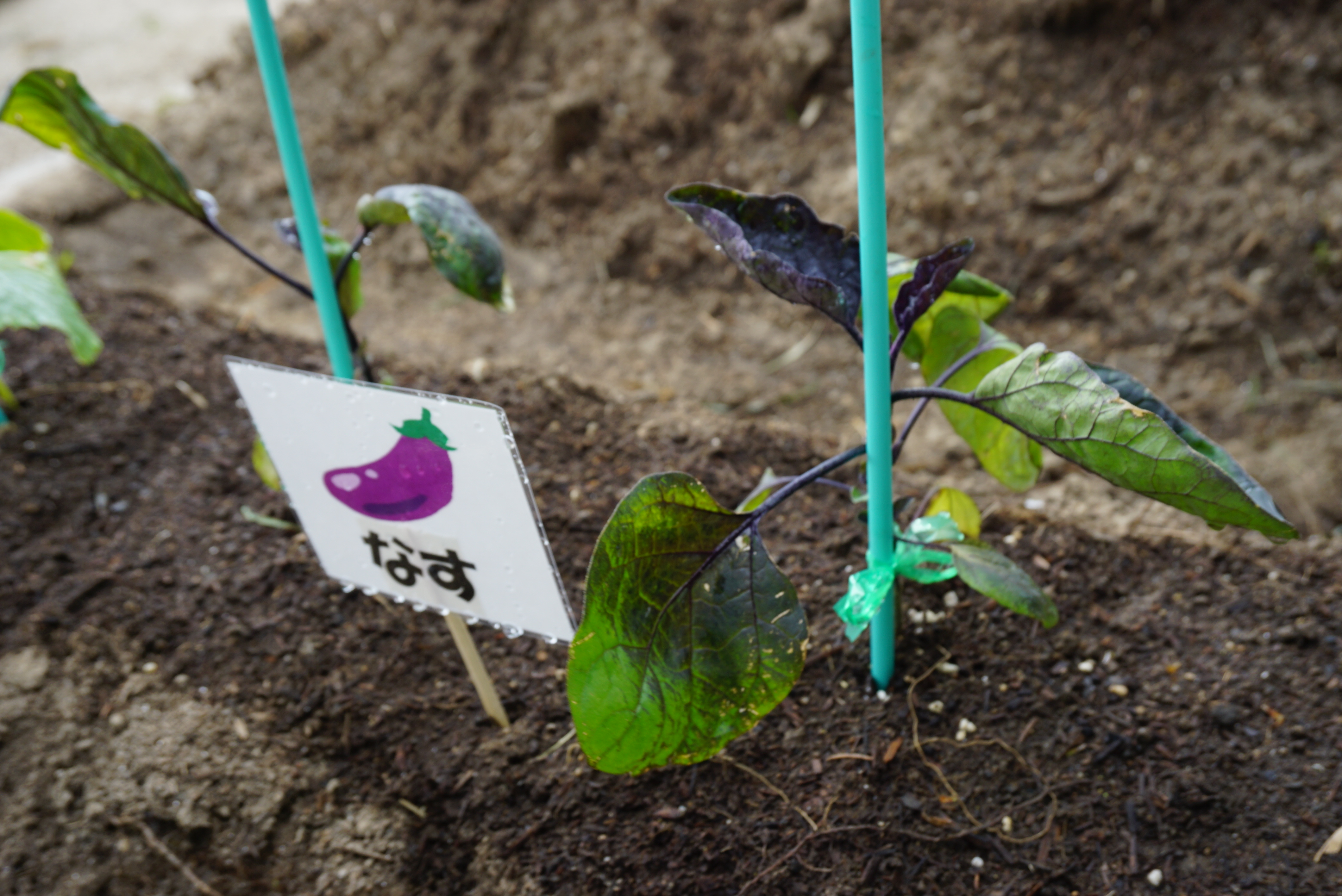 ★年長★夏野菜を植えたよ！:画像２