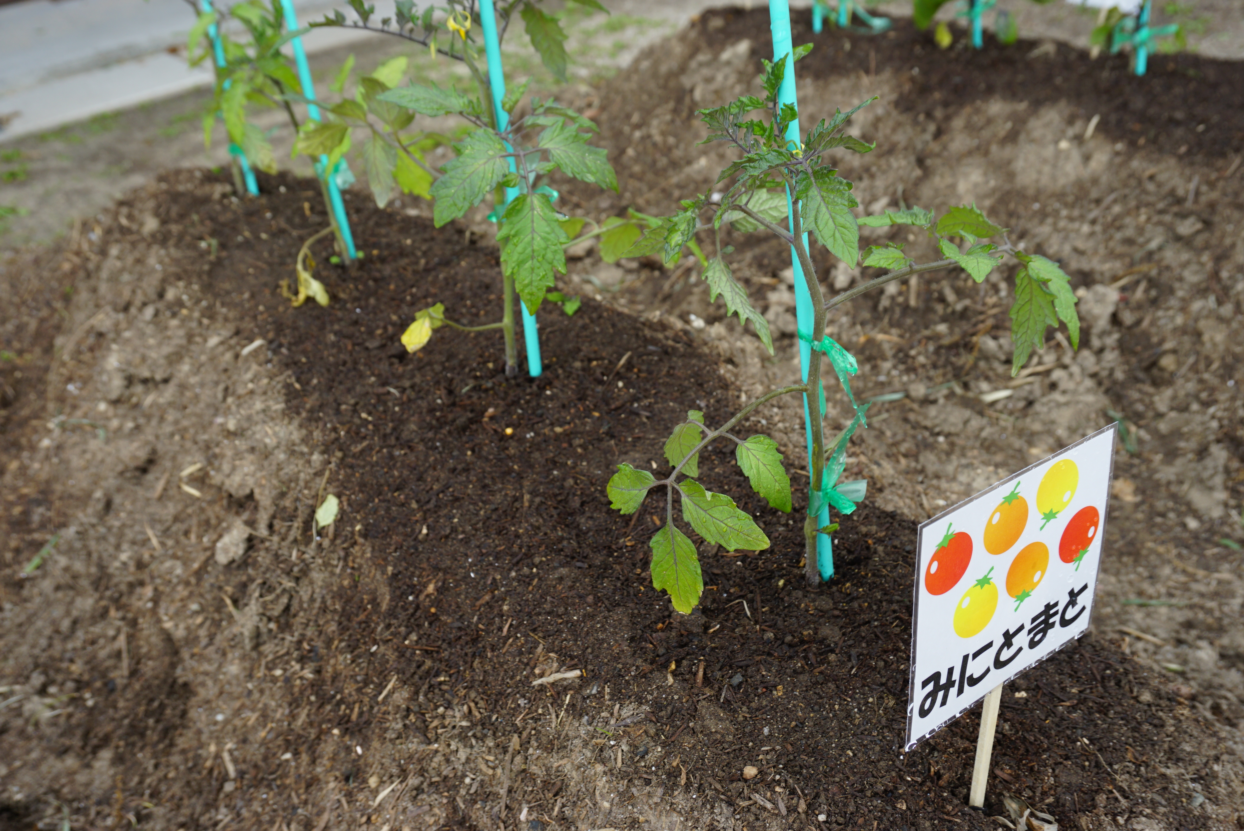 ★年長★夏野菜を植えたよ！