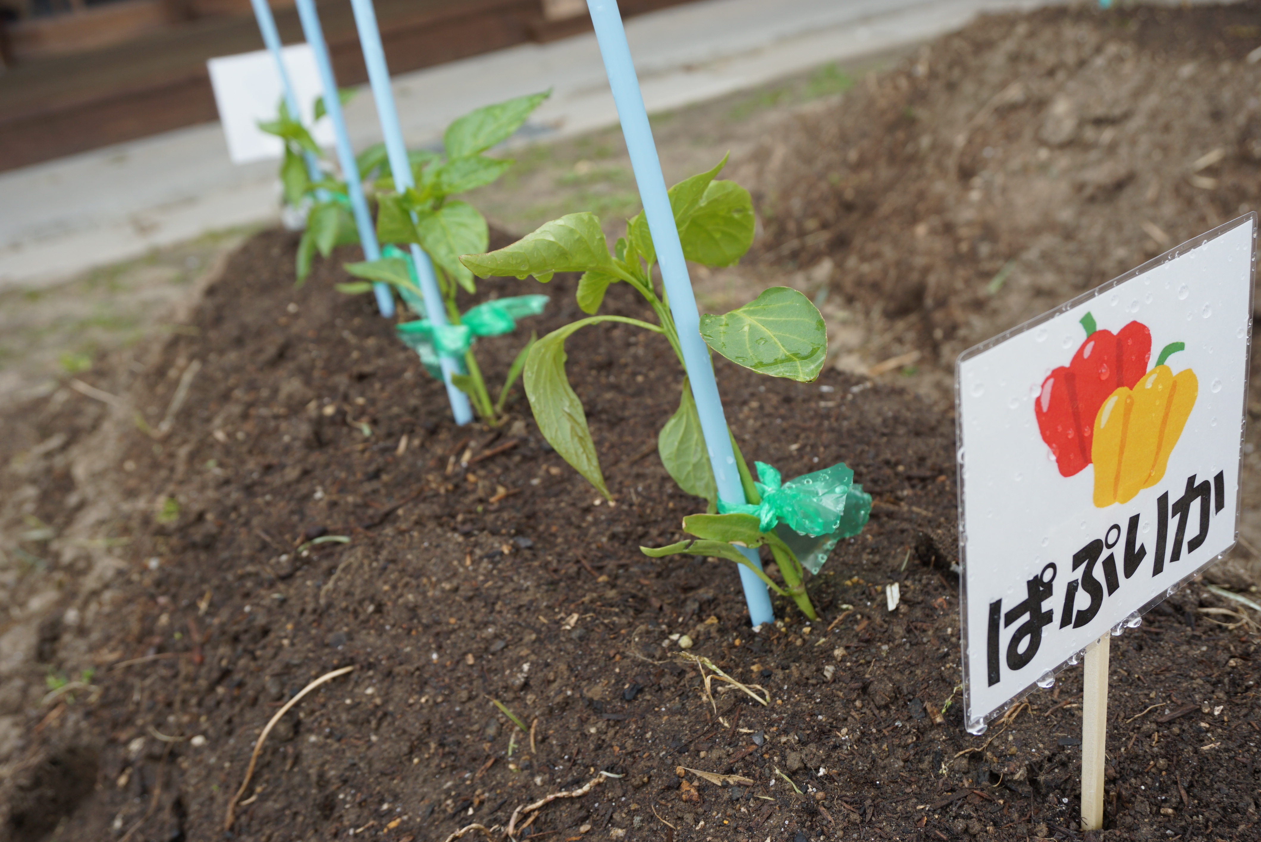 ★年長★夏野菜を植えたよ！:画像３