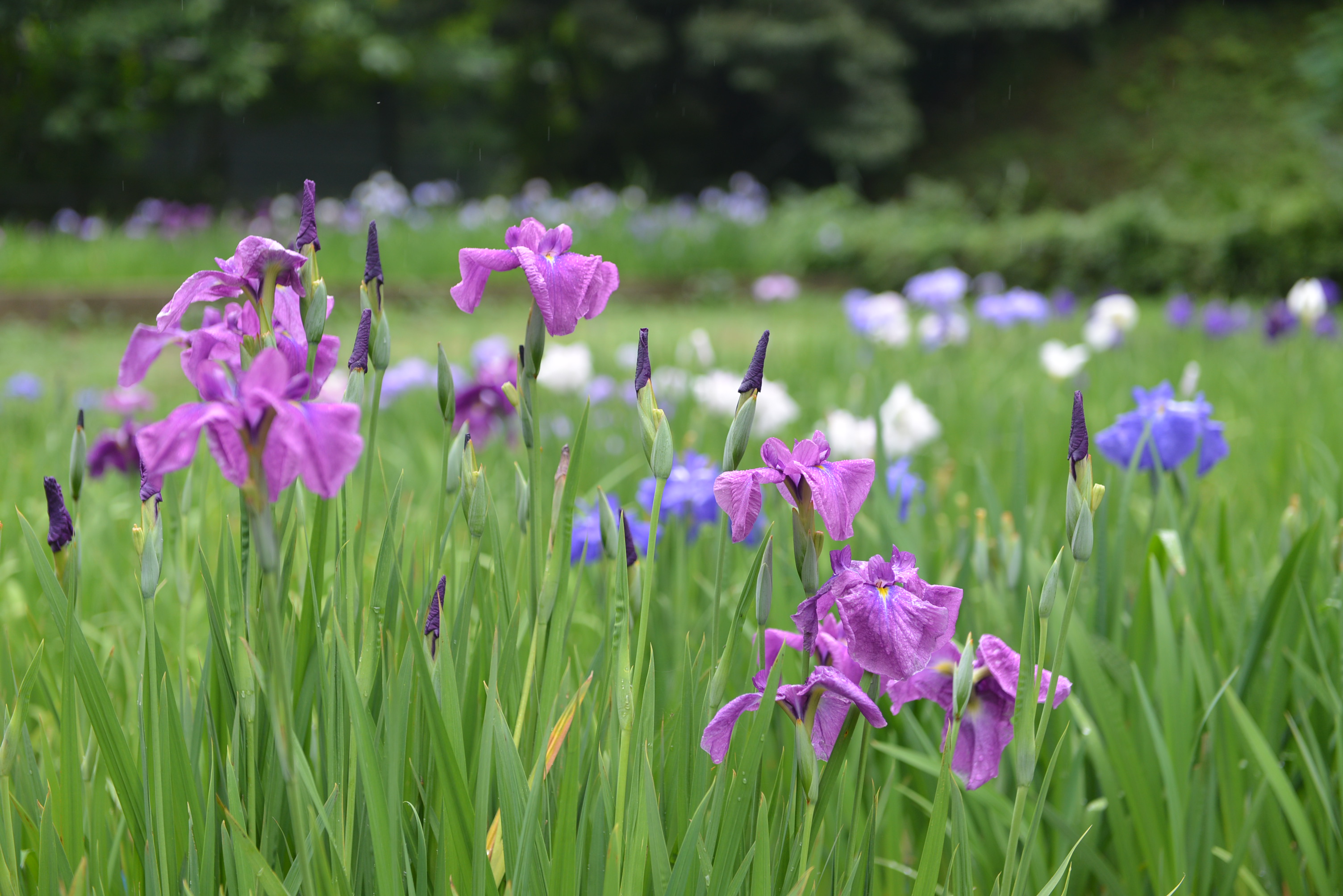 ☆年中☆　菖蒲の花を見に行ってきました！