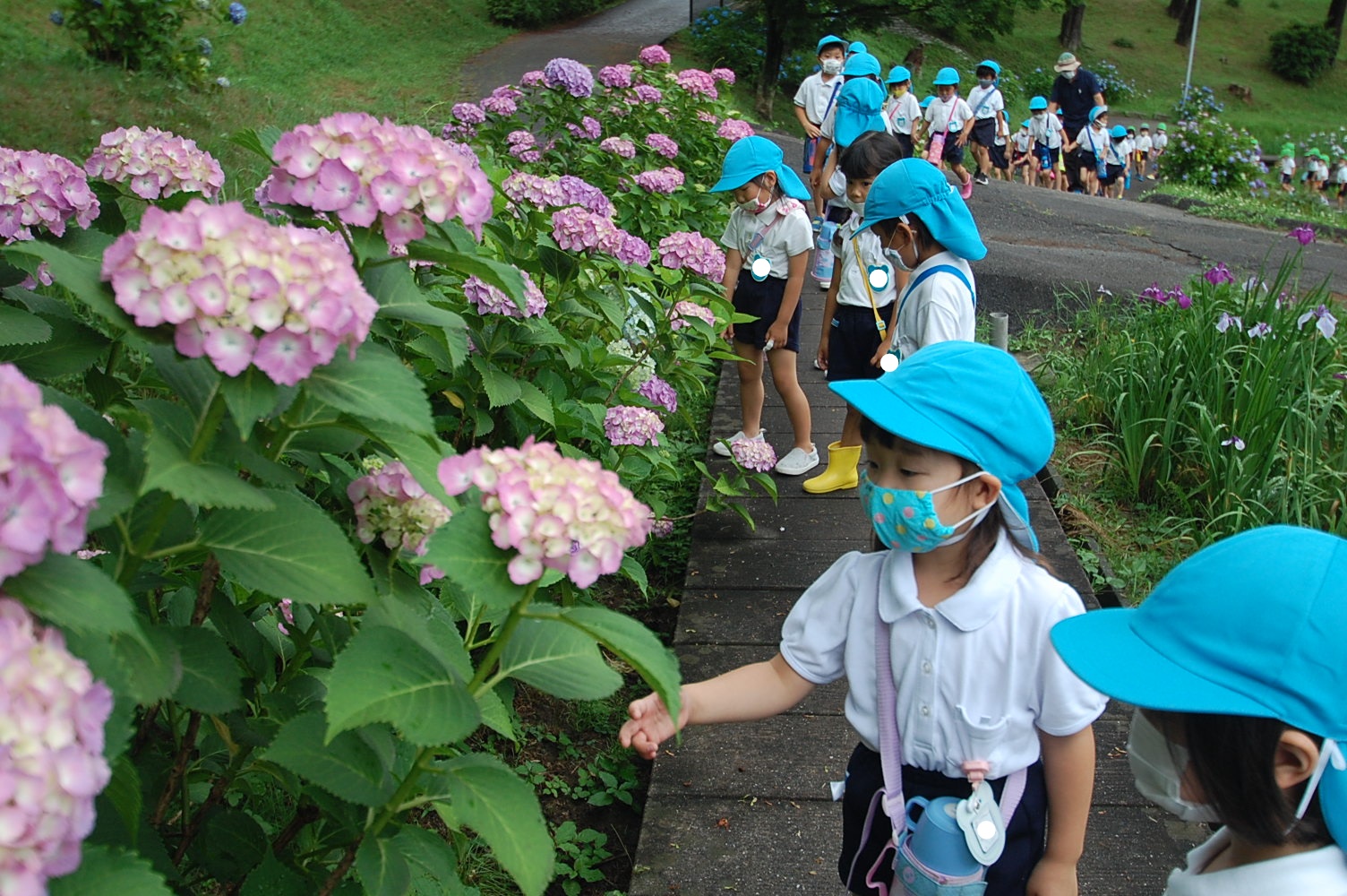 ☆年中☆　菖蒲の花を見に行ってきました！:画像３