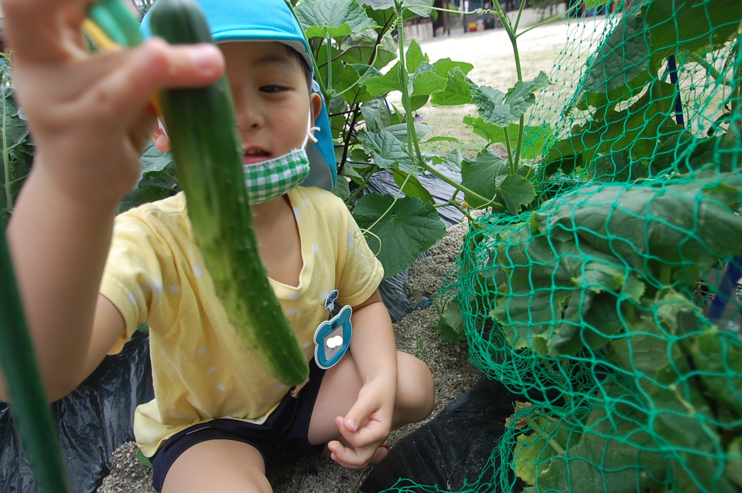 ☆年中☆　夏野菜を収穫しました:画像２