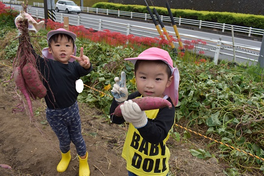 ★年少★芋掘りに出かけたよ！