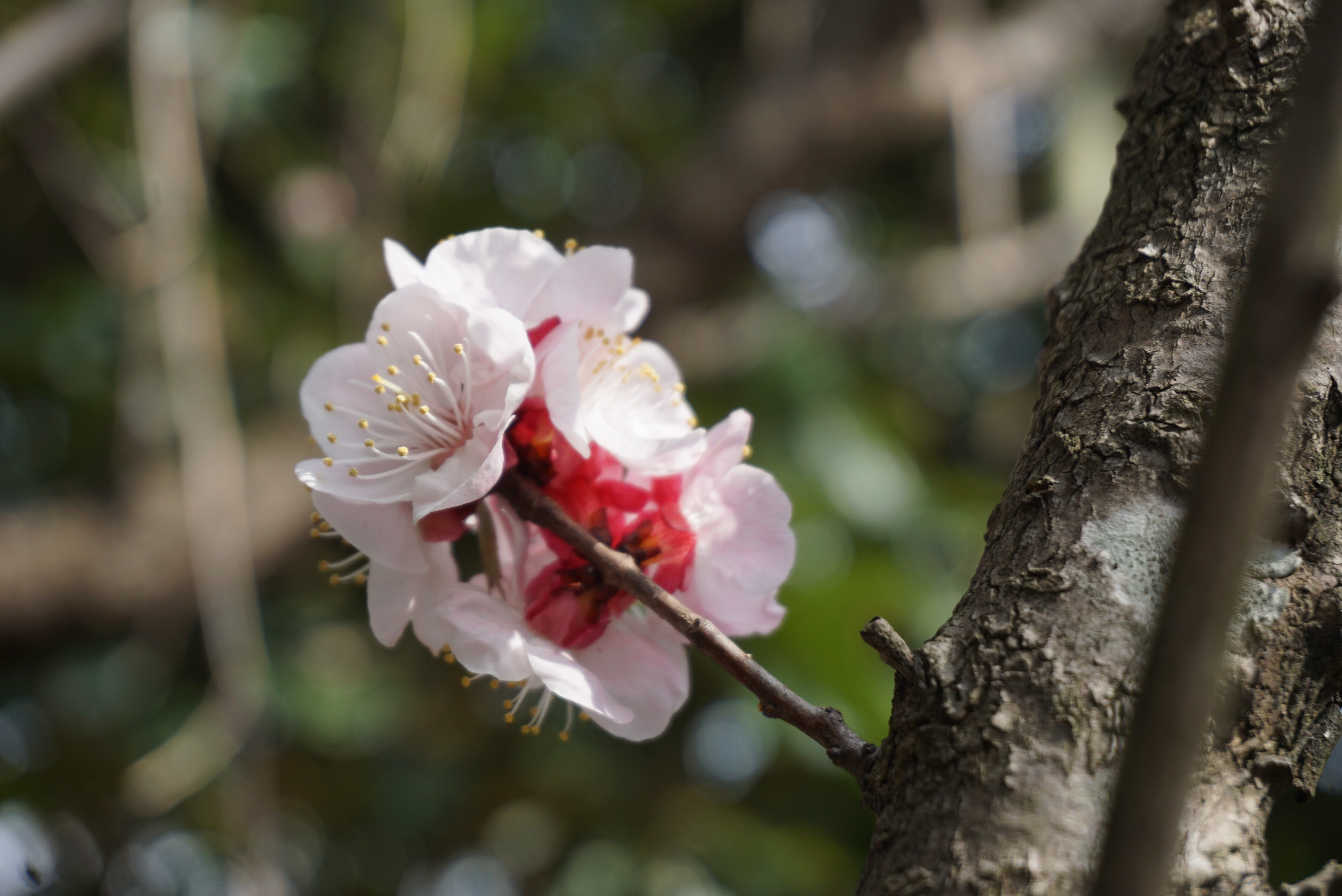 ✿春がやってきました✿