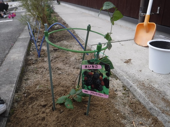 木苺の苗を植えました♪★年少