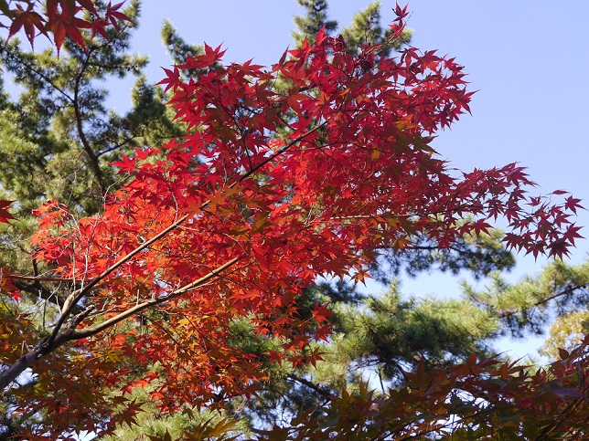 紅葉狩りに行きました