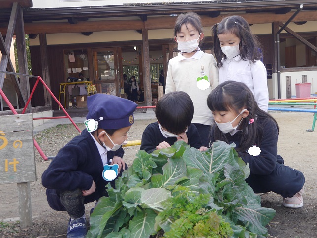 畑の冬野菜を食べました(*^^*)年中:画像１