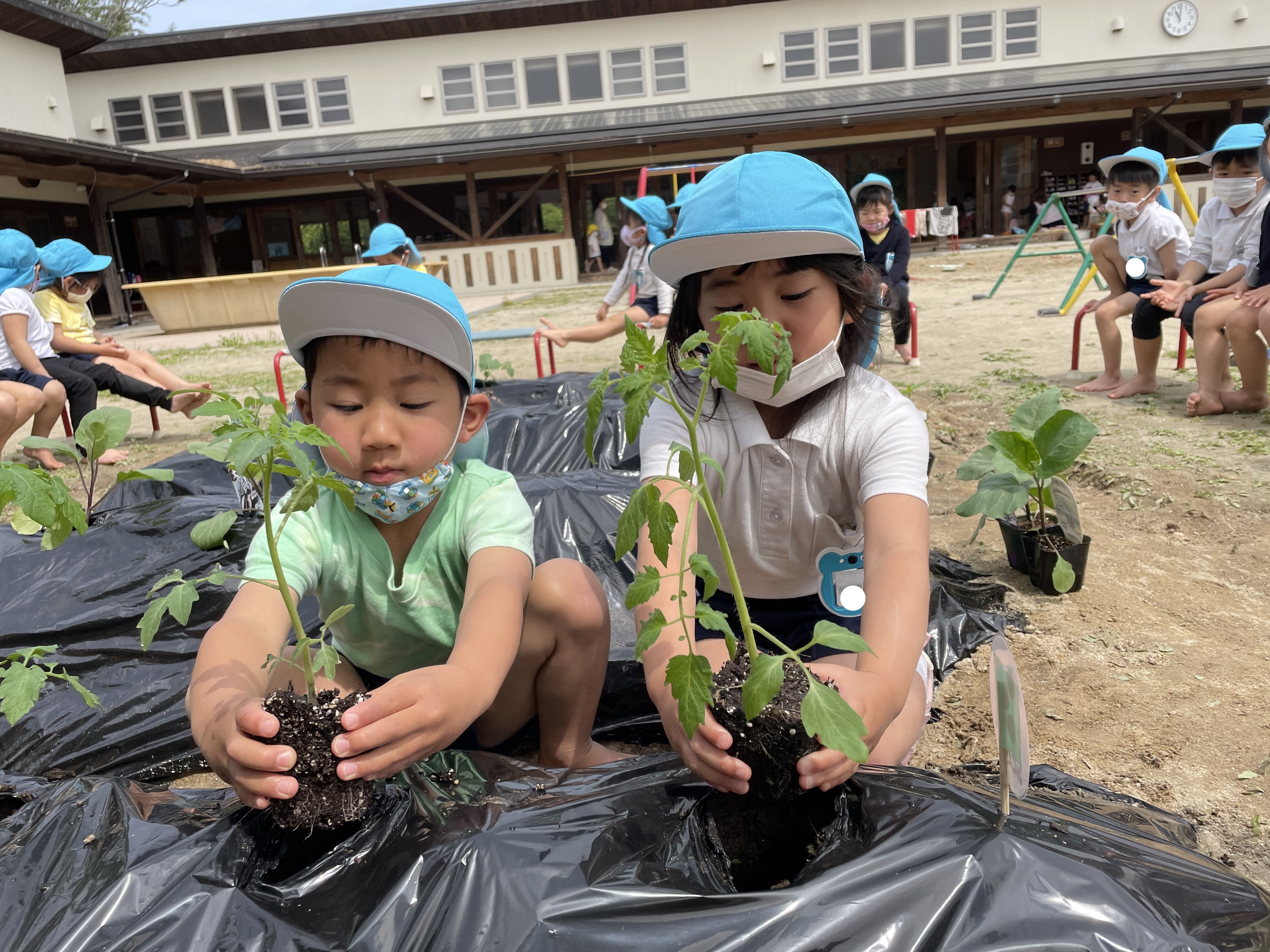 ★年中★夏野菜の苗を植えました！:画像５