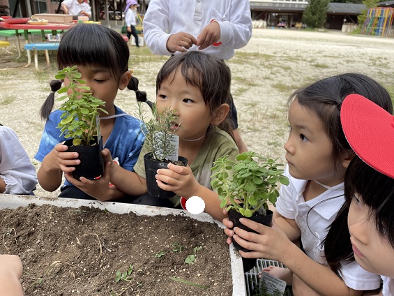 ★年少★ハーブを植えたよ！:画像２