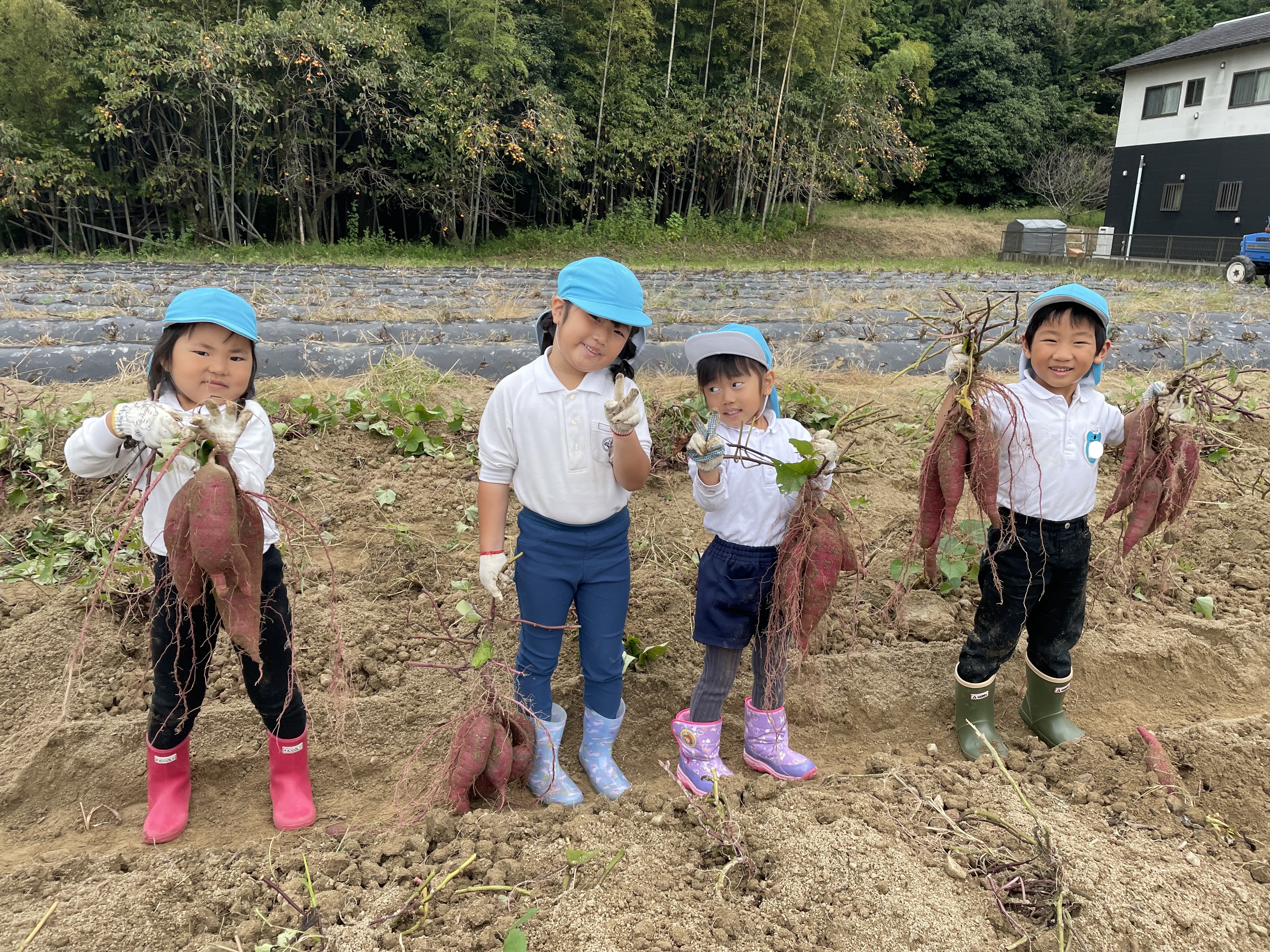 ★年中★芋掘りに行きました！:画像４