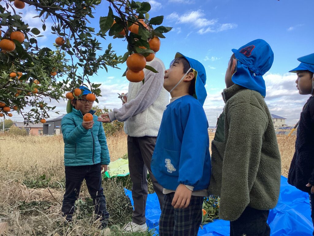 年長☆みかん狩りをしたよ🍊 | たかねこども園